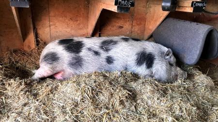 Hank the friendly pig at Natural Valley Ranch