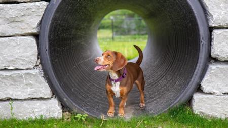Brownsburg's Cardinal Bark Park (Photo courtesy of Brownsburg Parks on Instagram)