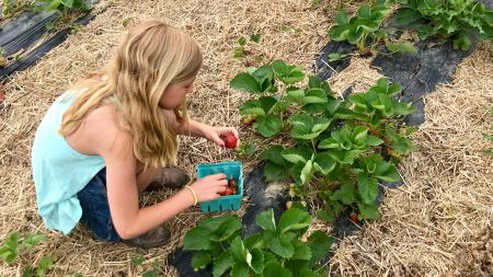 U pick strawberries at Beasley's Orchard