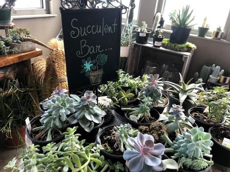 Succulents at McCammon's Irish Market