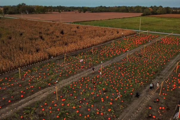 Aerial view of visitors walking through the pumpkin patch at Hogan Farms in Brownsburg, Indiana, surrounded by rows of bright orange pumpkins and fall farmland.
