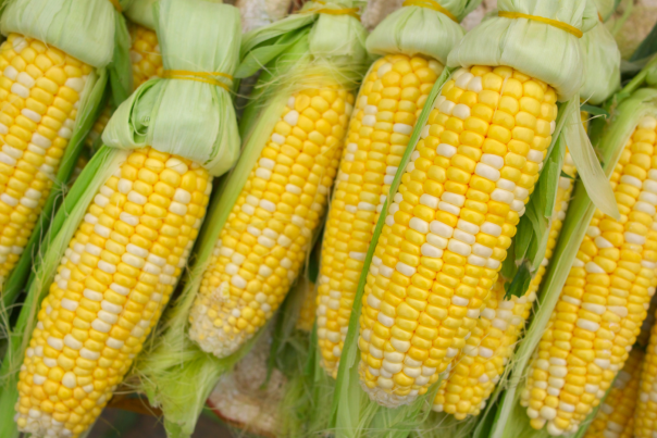 Fresh-picked ears of Beasley’s sweet corn with husks partially pulled back, showcasing bright yellow and white kernels.