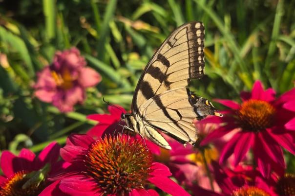 Avon Gardens (Photo Courtesy of Avon Gardens Facebook page)