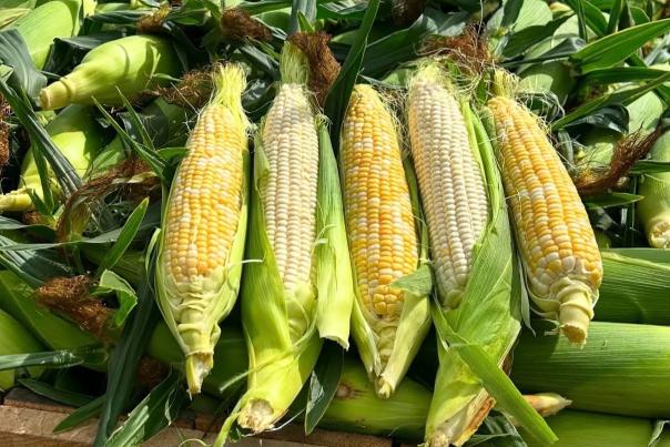 Beasley's Orchard Corn Festival