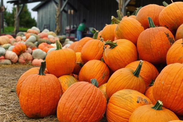 Pumpkins at Beasley's Orchard