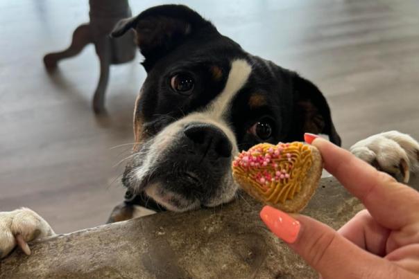 Paw Street Bakery (Photo courtesy of the Paw Street Bakery Facebook page)