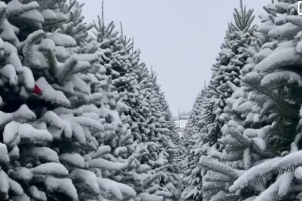 Dull's Tree Farm (Courtesy of Dull's Facebook Page)