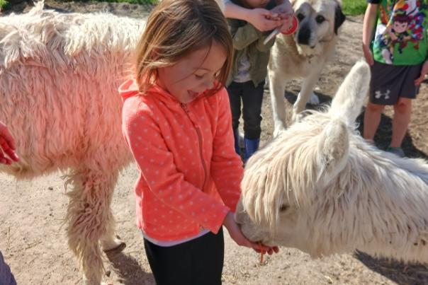 Hungry Alpacas at Montrose Farms