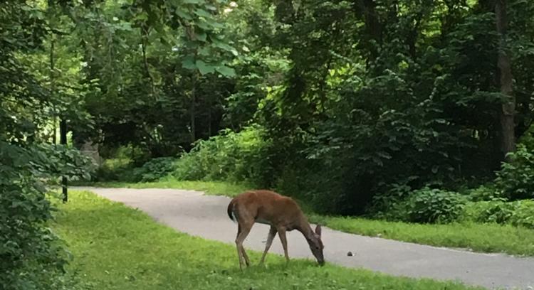 Deer at Arbuckle Acres