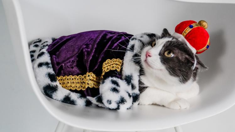 Bow Wow Bash (Photo Courtesy of Bow Wow Bash Facebook Page)