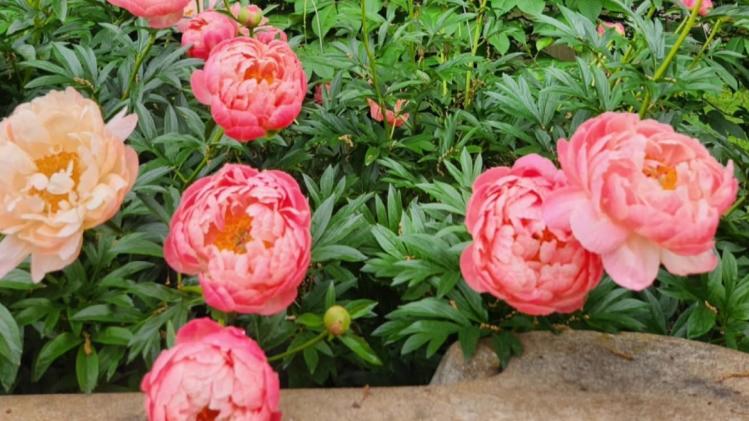 Avon Gardens (Photo Courtesy of Avon Gardens Facebook page)