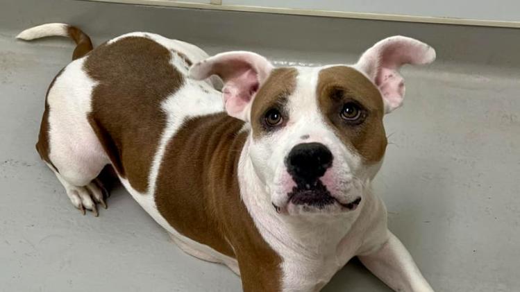 Hendricks County Animal Shelter (Photo Courtesy of Hendricks County Animal Shelter Facebook page)