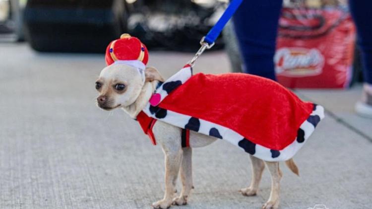 Small white dog wearing a red cape and hat.