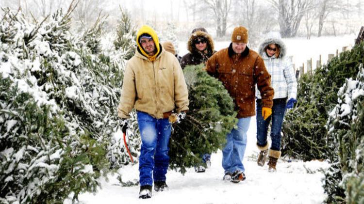 Evans Whispering Pines Christmas Tree Farm