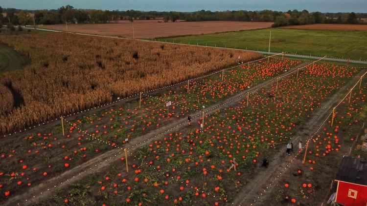Aerial view of the pumpkin patch at Hogan Farms in Brownsburg, Indiana, surrounded by rows of bright orange pumpkins and fall farmland.