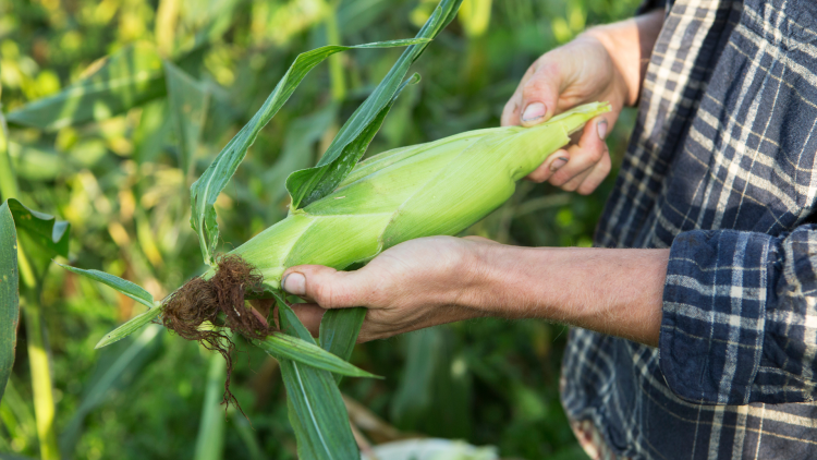 Don't miss the inaugural Sweet Corn Festival Aug. 22 at Beasley’s Orchard in Danville, Indiana