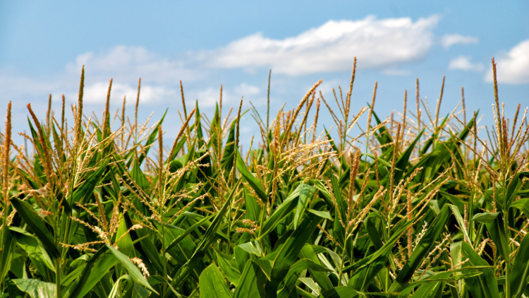 Get your tickets now to the first-ever Beasley's Sweet Corn Festival