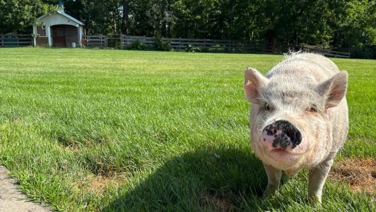 Oinking Acres (Photo Courtesy of Oinking Acres Facebook page)