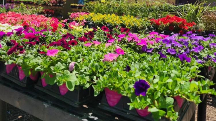 Avon Gardens (Photo Courtesy of Avon Gardens Facebook page)