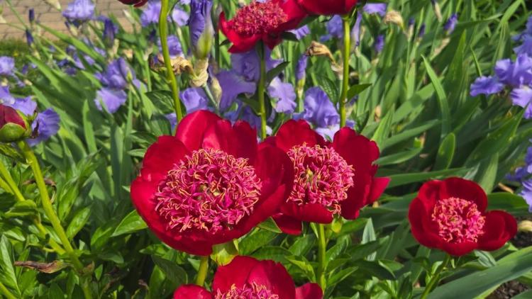 Avon Gardens (Photo Courtesy of Avon Gardens Facebook page)