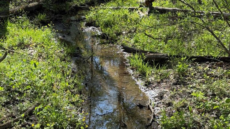 One of the creeks in Burnett Woods.