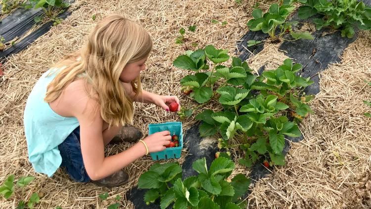 U pick strawberries at Beasley's Orchard