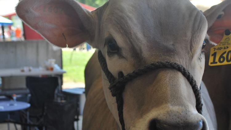 4-H Fair (Photo Courtesy of 4-H Fair website)