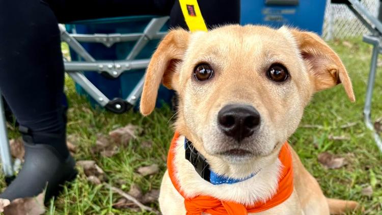 Bow Wow Bash (Photo Courtesy of Bow Wow Bash Facebook page)