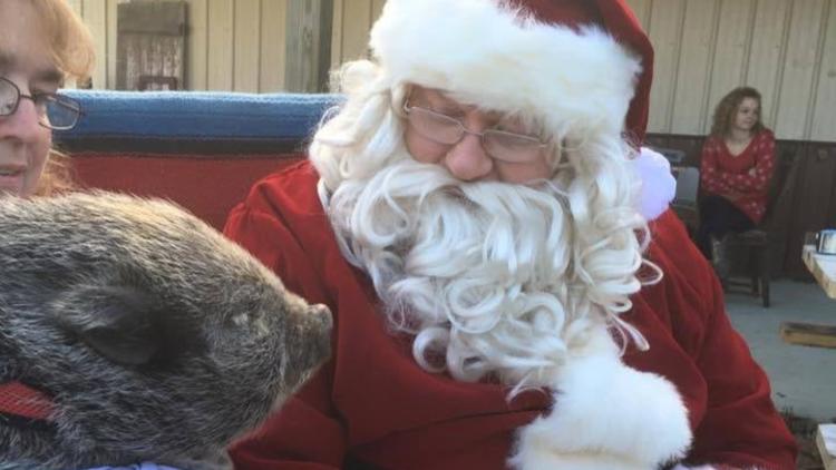 Santa with a Pig at Natural Valley Ranch (Photo Courtesy of Natural Valley Ranch Website)