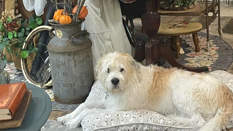 Swiper, Roots to Wings designated watch dog, loves to greet every visitor. (Photo Courtesy of Roots to Wings Facebook page)