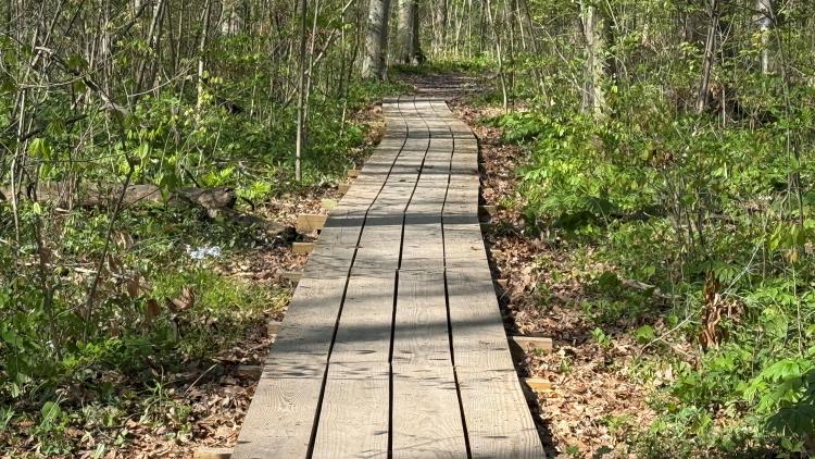 Boardwalks keep hikers elevated in the lowest spots of Burnett Woods.
