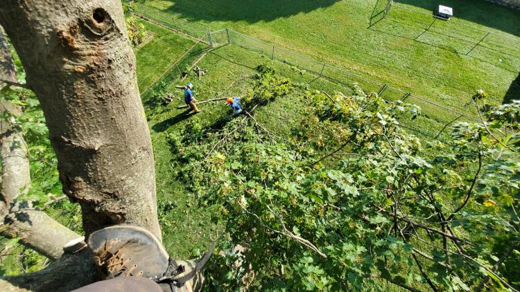 Tree Trimming Project Complete by Nuleaf Tree Service (Photo Courtesy of Nuleaf Facebook Page)