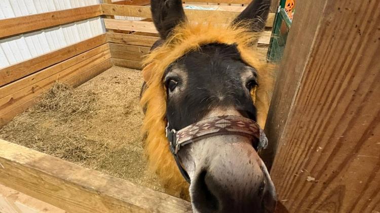 Horse wearing a lion mane costume