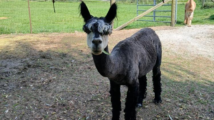Montrose Farms (Photo Courtesy of Montrose Farms Facebook page)