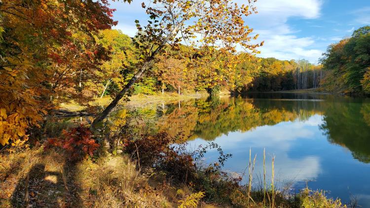 Morgan-Monroe State Forest (Photo by Visit Morgan County, Indiana on Facebook)