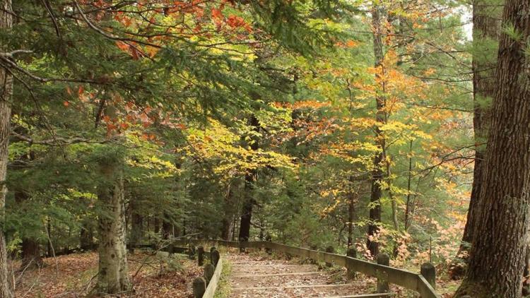 Pine Hills Nature Preserve in Shades State Park (Photo by Indiana State Parks on Facebook)