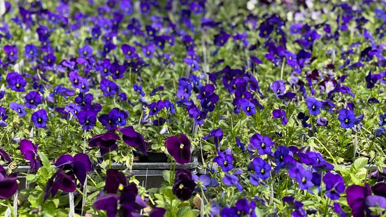 Cox's Plant Farm
