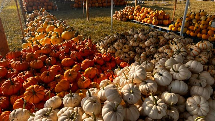 Hogan Farms pumpkins (Photo courtesy of Hogan Farms Facebook page)