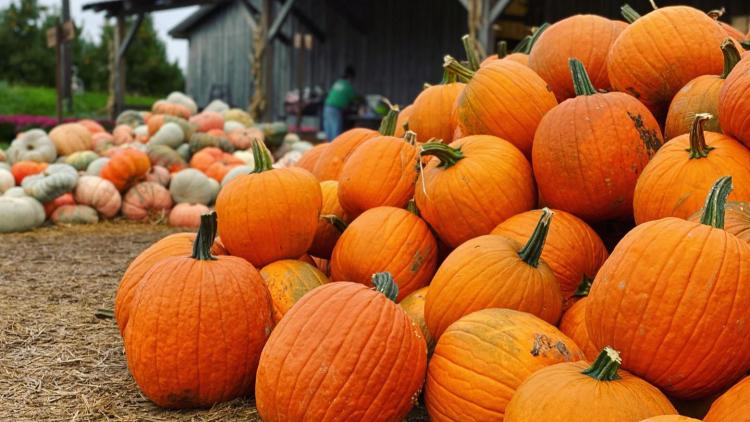 Pumpkins at Beasley's Orchard