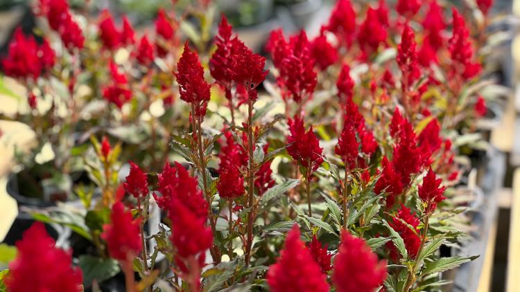 There is no shortage of eye-catching color at Cox's Plant Farm.