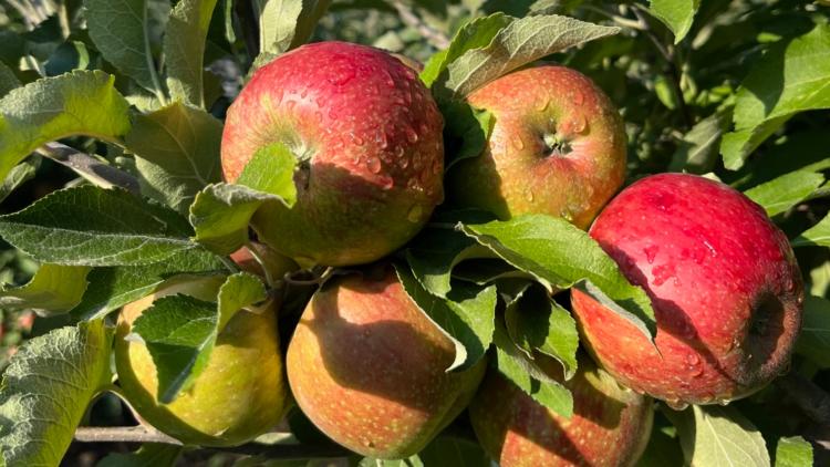 Soon to be cider