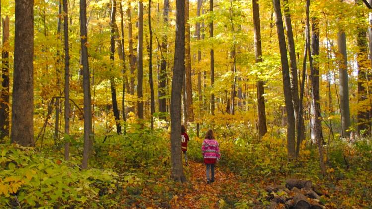 Burnett Woods in Avon, Indiana