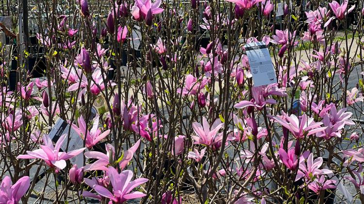 Not sure what you're doing or what will grow in your garden? Cox's Plant Farm has the expertise.