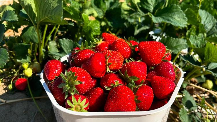 Beasley's Strawberries