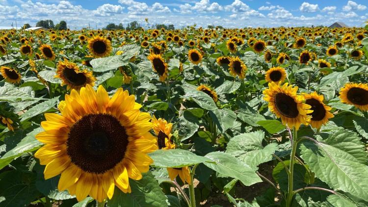 Beasley's Orchard Sunflower Festival (Photo Courtesy of Beasley's Facebook page)