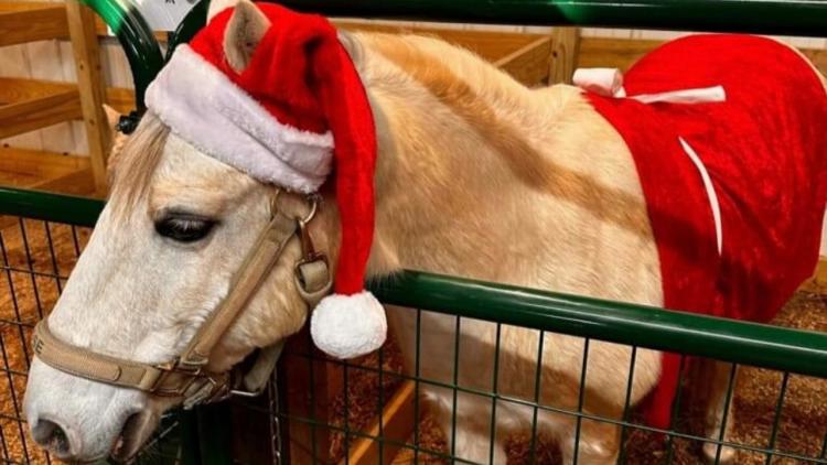 Christmas with the Ponies (Photo Courtesy of Strides to Success Facebook page)