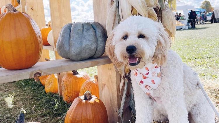 Beasley's Dog Daze at the Maze (Photo Courtesy of Beasley's Orchard Facebook)