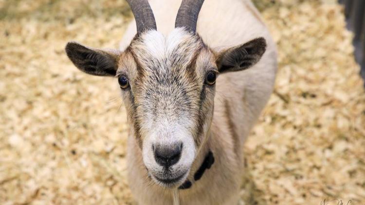 4-H Fair Animals (Photo Courtesy of the Hendricks County 4-H Fair Facebook page)