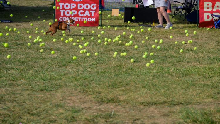 Bow Wow Bash (Photo Courtesy of Misty Eyes Facebook page)