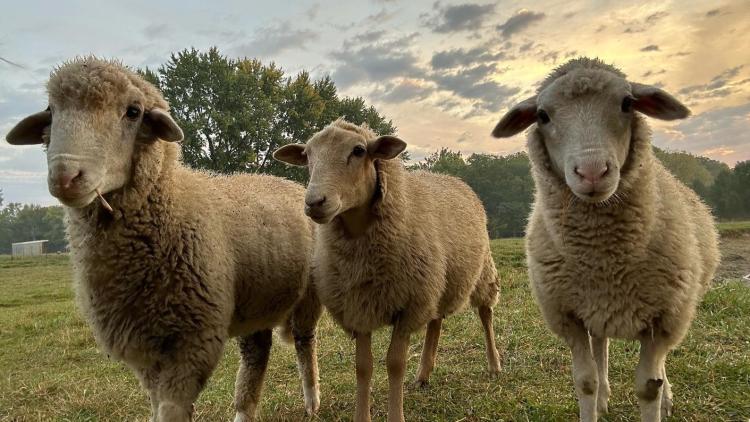 Oinking Acres Farm and Rescue Sanctuary (Photo Courtesy of Oinking Acres Facebook page)